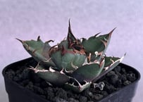 アガベ・チタノタ シーザー/凱撒（芽）-064｜agave titanota caesar