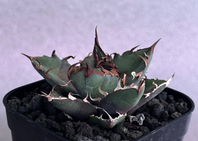 アガベ・チタノタ シーザー/凱撒（芽）-064｜agave titanota caesar |