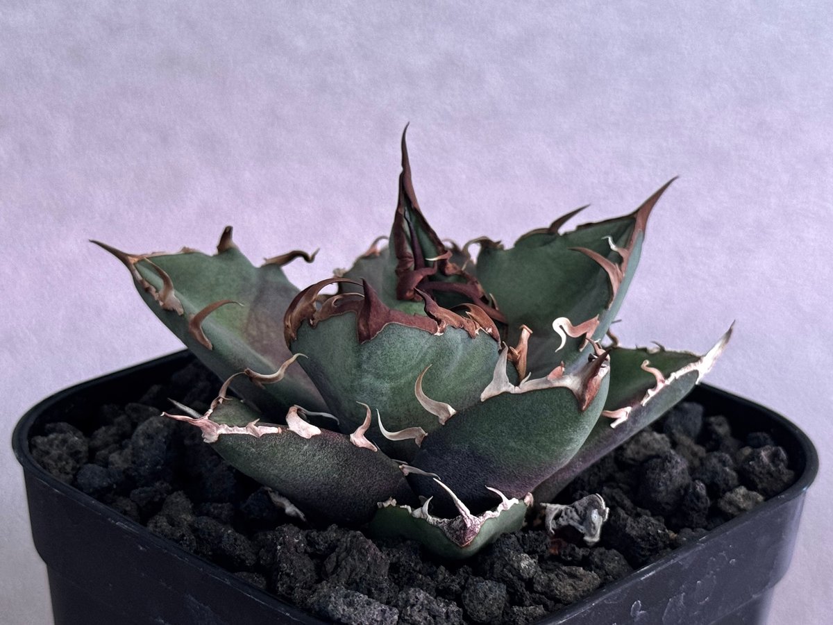 アガベ・チタノタ シーザー/凱撒（芽）-064｜agave titanota caesar |