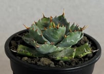 アガベ・姫蠍蟹 (小株)-018｜Agave gypsophila x isthmensis