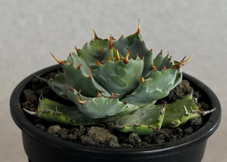 アガベ・姫蠍蟹 (小株)-018｜Agave gypsophila x isthmensis