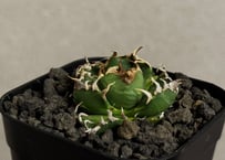 アガベ・チタノタ 魔丸（芽）-046｜agave titanota imps