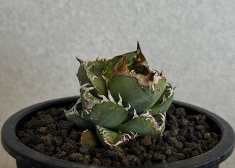 Plus_Plants STORE
