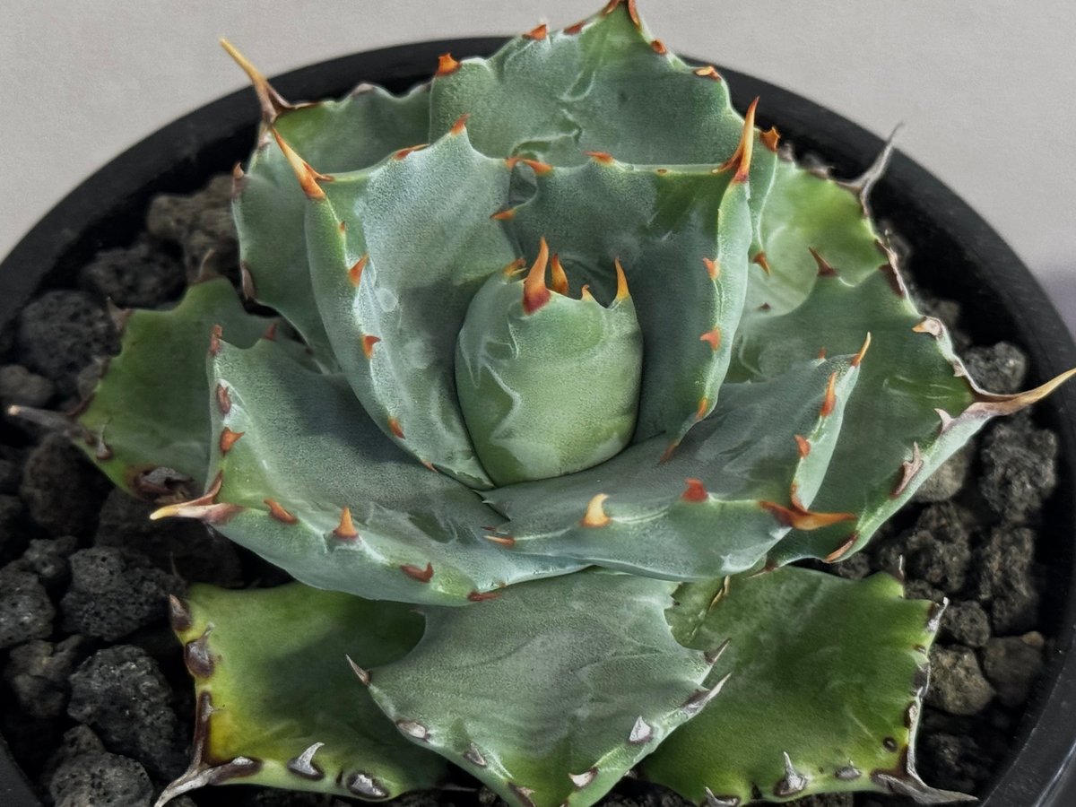 アガベ・姫蠍蟹 (小株)-018｜Agave gypsophila x isthmensis