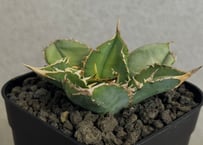 アガベ・チタノタ 白毫刺（芽）-030｜agave titanota