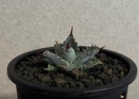 【特選】アガベ ハイブリッド・甲蟹×妖炎 (芽)-002｜Agave hybrid isthmensis × utahensis var. eborispina