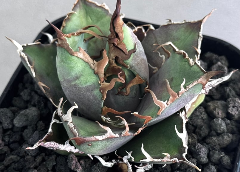 アガベ　チタノタ　シーザー　古株 アガベ・チタノタ シーザー/凱撒（芽）-062｜agave titanota caesar |