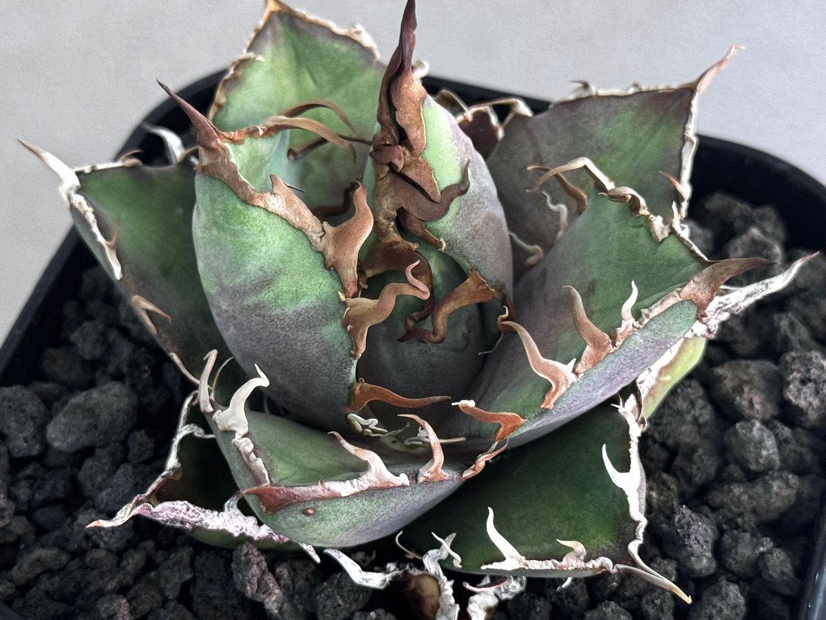 アガベ・チタノタ シーザー/凱撒（芽）-062｜agave titanota caesar |