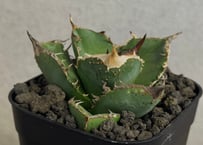アガベ・チタノタ 疣猪/丸叶背刺（芽）-029｜agave titanota warthog