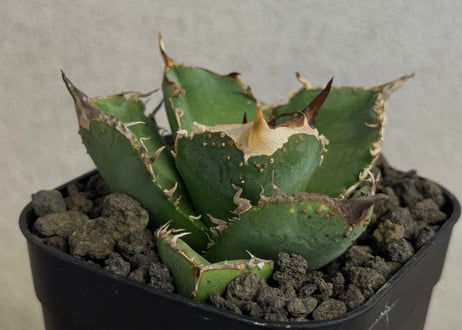 アガベ・チタノタ 疣猪/丸叶背刺（芽）-029｜agave titanota warthog