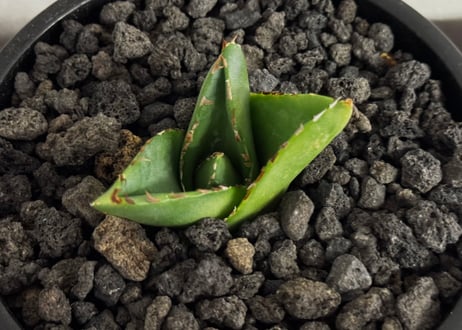 アガベ・笹の雪 スーパーワイド -005｜agave victoriae-reginae  super wide