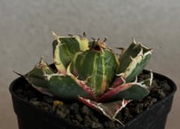 アガベ・チタノタ白鯨（覆輪）芽-014｜agave titanota white whale ver.margination