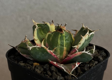 アガベ・チタノタ白鯨（覆輪）芽-014｜agave titanota white whale ver.margination