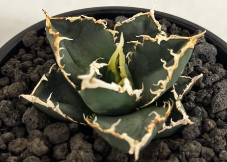 ◆厳選◆アガベ・チタノタ 狼人（小株）-047｜agave titanota were wolf
