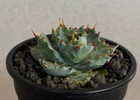 アガベ・姫蠍蟹 (小株)-017｜Agave gypsophila x isthmensis