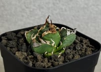 アガベ・チタノタ 魔丸（芽）-050｜agave titanota imps