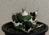 アガベ・チタノタ 白火焔(台湾Hanes)-047｜agave titanota white flame