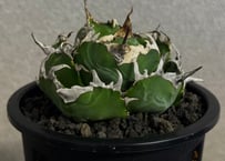 ◆厳選◆アガベ・チタノタ白鯨-050｜agave titanota white whale