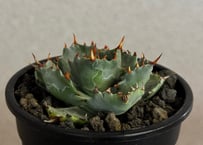 アガベ・姫蠍蟹 (小株)-016｜Agave gypsophila x isthmensis