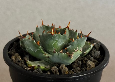 アガベ・姫蠍蟹 (小株)-016｜Agave gypsophila x isthmensis