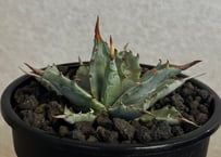 アガベ ハイブリッド・甲蟹×妖炎 (小株/実生)-012｜Agave hybrid isthmensis × utahensis var. eborispina