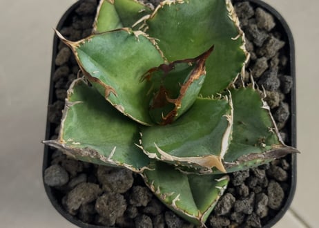 アガベ・チタノタ 疣猪/丸叶背刺（芽）-029｜agave titanota warthog
