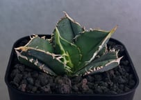 アガベ・チタノタ 白毫刺（芽）-027｜agave titanota