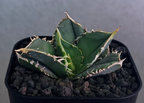 アガベ・チタノタ 白毫刺（芽）-027｜agave titanota