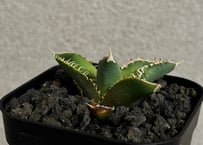 アガベ・チタノタ　CJ-Special（芽/※孫株）-018｜agave titanota CJ-Special
