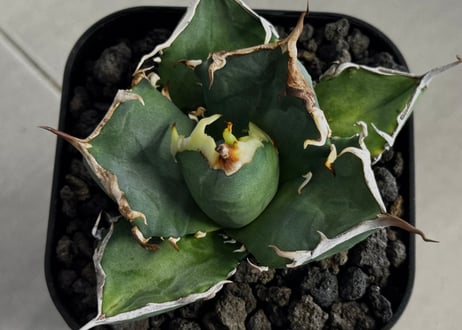 アガベ・チタノタ 鬼爪(芽/大)-006｜agave titanota ghost claw