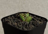 アガベ・チタノタ　皇冠(台湾Lize血統)-010｜agave titanota Crown