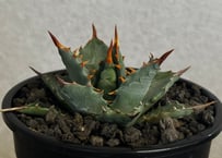 アガベ ハイブリッド・甲蟹×妖炎 (小株/実生)-009｜Agave hybrid isthmensis × utahensis var. eborispina