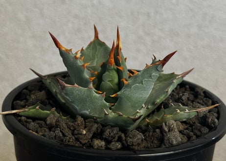 アガベ ハイブリッド・甲蟹×妖炎 (小株/実生)-009｜Agave hybrid isthmensis × utahensis var. eborispina