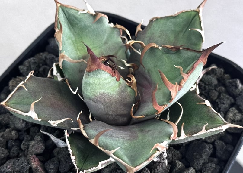 アガベ・チタノタ シーザー/凱撒（芽）-064｜agave titanota caesar |