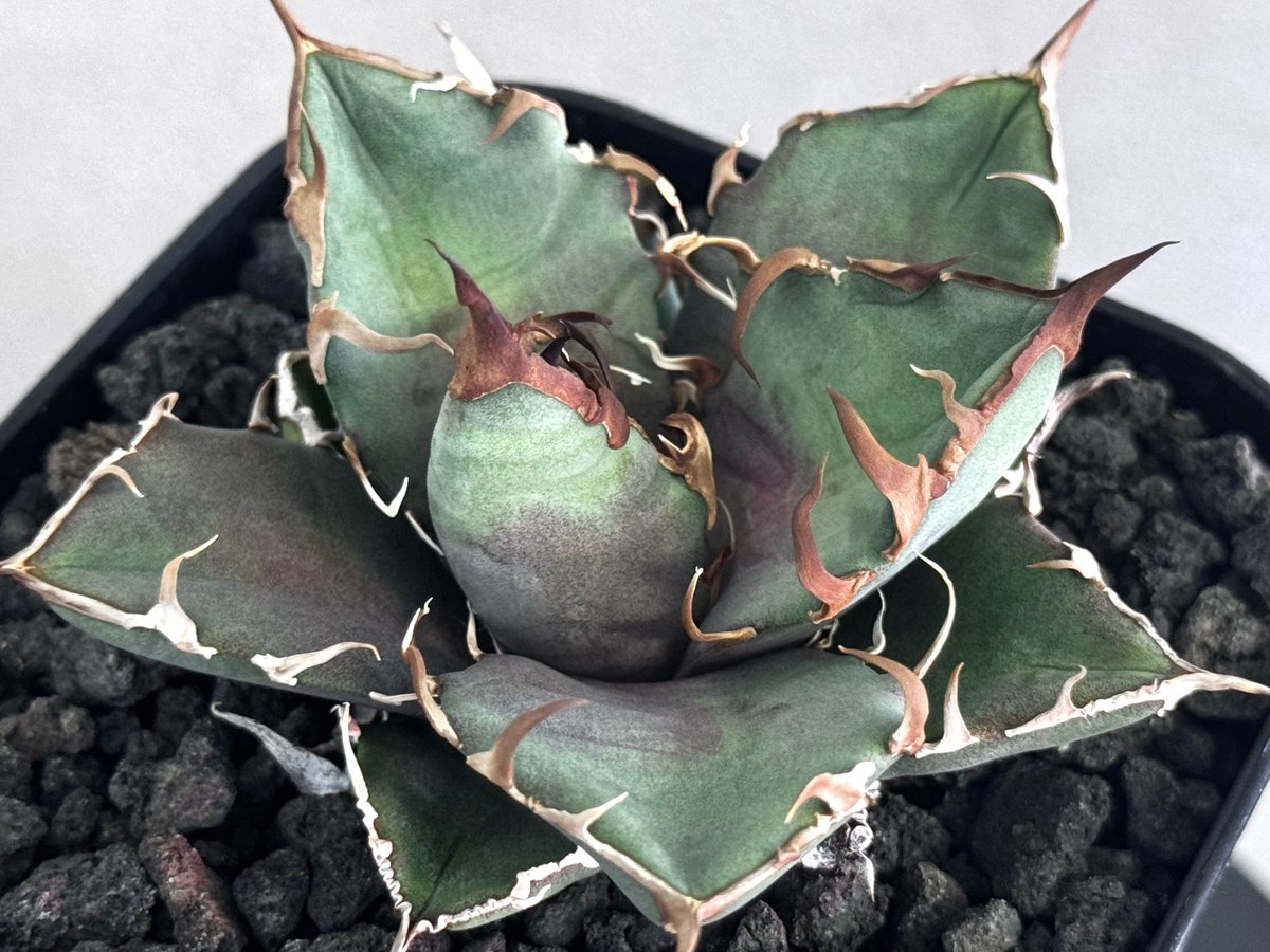 アガベ・チタノタ シーザー/凱撒（芽）-064｜agave titanota caesar |