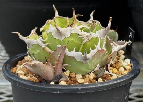 アガベ・チタノタ 澳洲鑽石(芽)-007｜agave titanota australia diamond