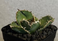 アガベ・チタノタ 蚩尤（芽）-015｜agave titanota chiyou
