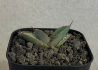 アガベ・チタノタ LQH_木（芽）010｜agave titanota jupiter