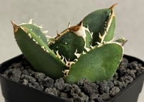 アガベ・チタノタ 蚩尤（芽）-014｜agave titanota chiyou