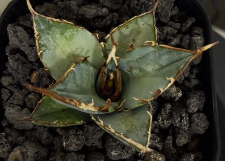 アガベ・チタノタ LQH_土（芽）012｜agave titanota saturn