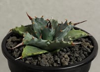 アガベ ハイブリッド・甲蟹×妖炎 (小株/実生)-008｜Agave hybrid isthmensis × utahensis var. eborispina