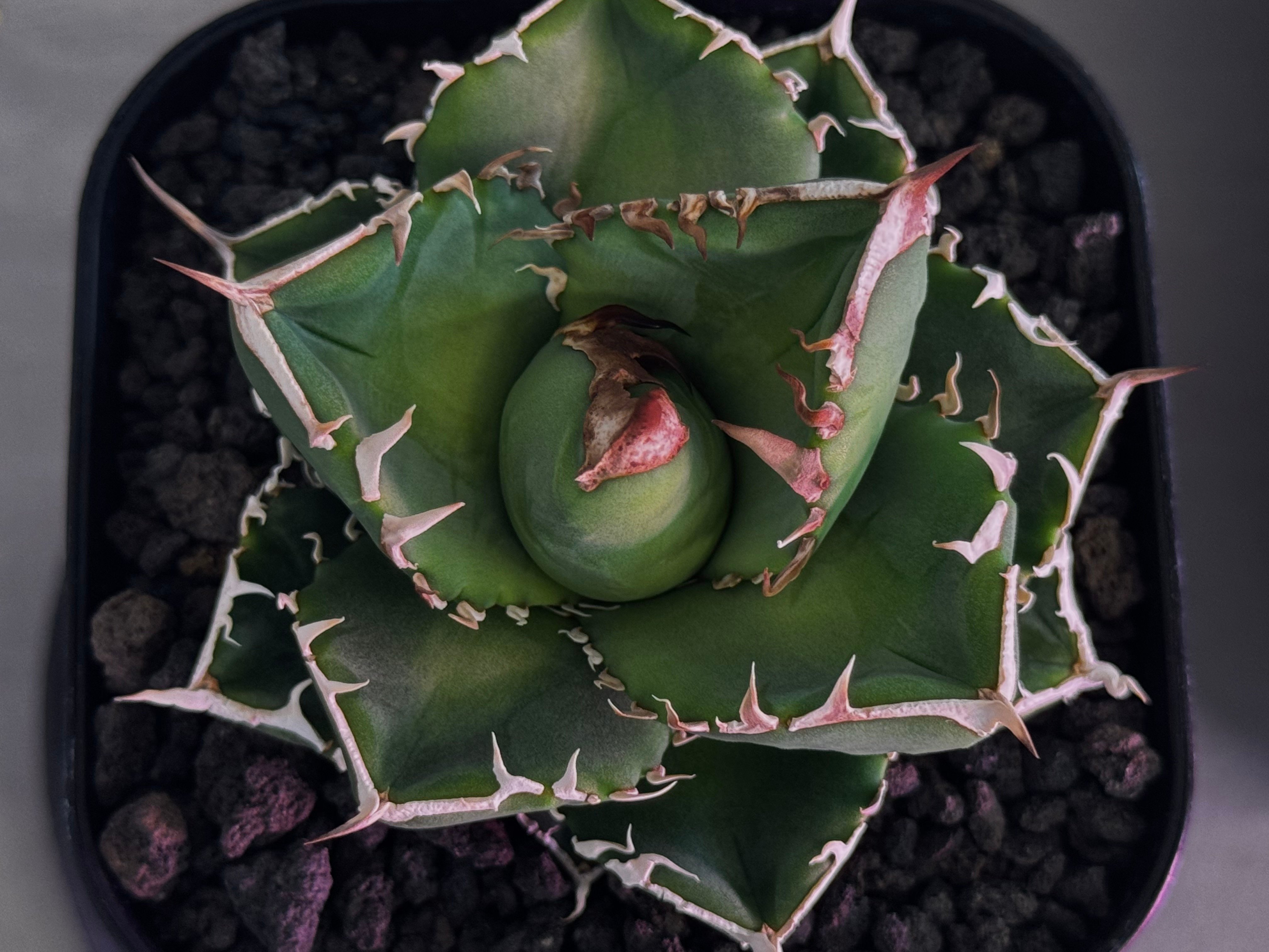 アガベ・チタノタ 立可白/SAD(芽）-055｜agave titanota south af