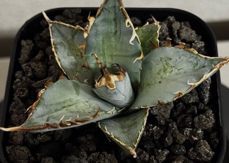 アガベ・チタノタ LQH_土（芽）013｜agave titanota saturn