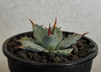 アガベ ハイブリッド・甲蟹×妖炎 (小株/実生)-017｜Agave hybrid isthmensis × utahensis var. eborispina