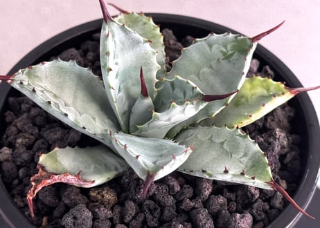 アガベ ハイブリッド・曲刺八荒雷神｜（芽／台湾Hanes）-003｜agave Potatorum×Macroacantha