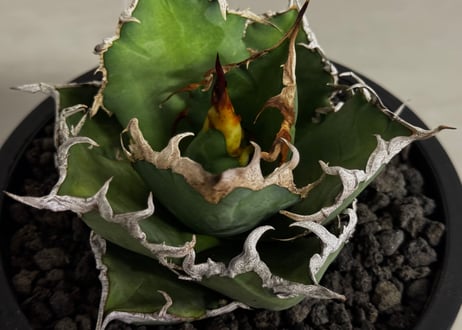 アガベ・チタノタ シーザー/凱撒（台湾Hanes）-077｜agave titanota caesar