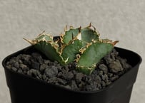 アガベ・チタノタ LQH_火（芽）-004｜agave titanota mars