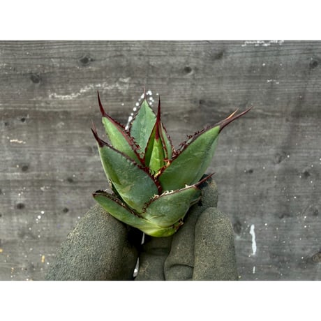 笹の雪 | STORES