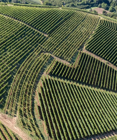 アラリオクラウディオ　ドルチェット・ディ・ディアーノ・ダルバ　ソリ・モンタグリッロ2024【 DOLCETTO DI DIANO D'ALBA SORI' MONTAGRILLO 2024】赤ワイン