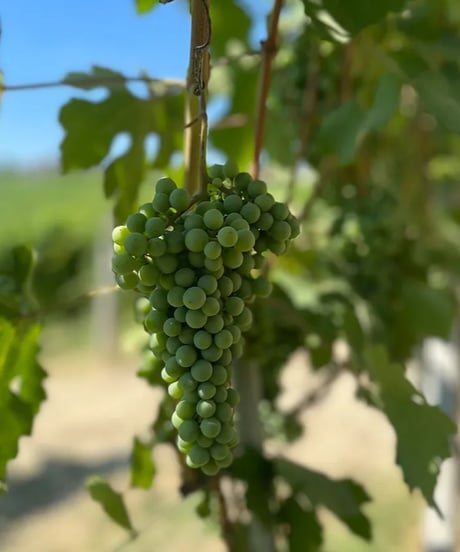 アラリオクラウディオ　ドルチェット・ディ・ディアーノ・ダルバ　ソリ・モンタグリッロ2024【 DOLCETTO DI DIANO D'ALBA SORI' MONTAGRILLO 2024】赤ワイン